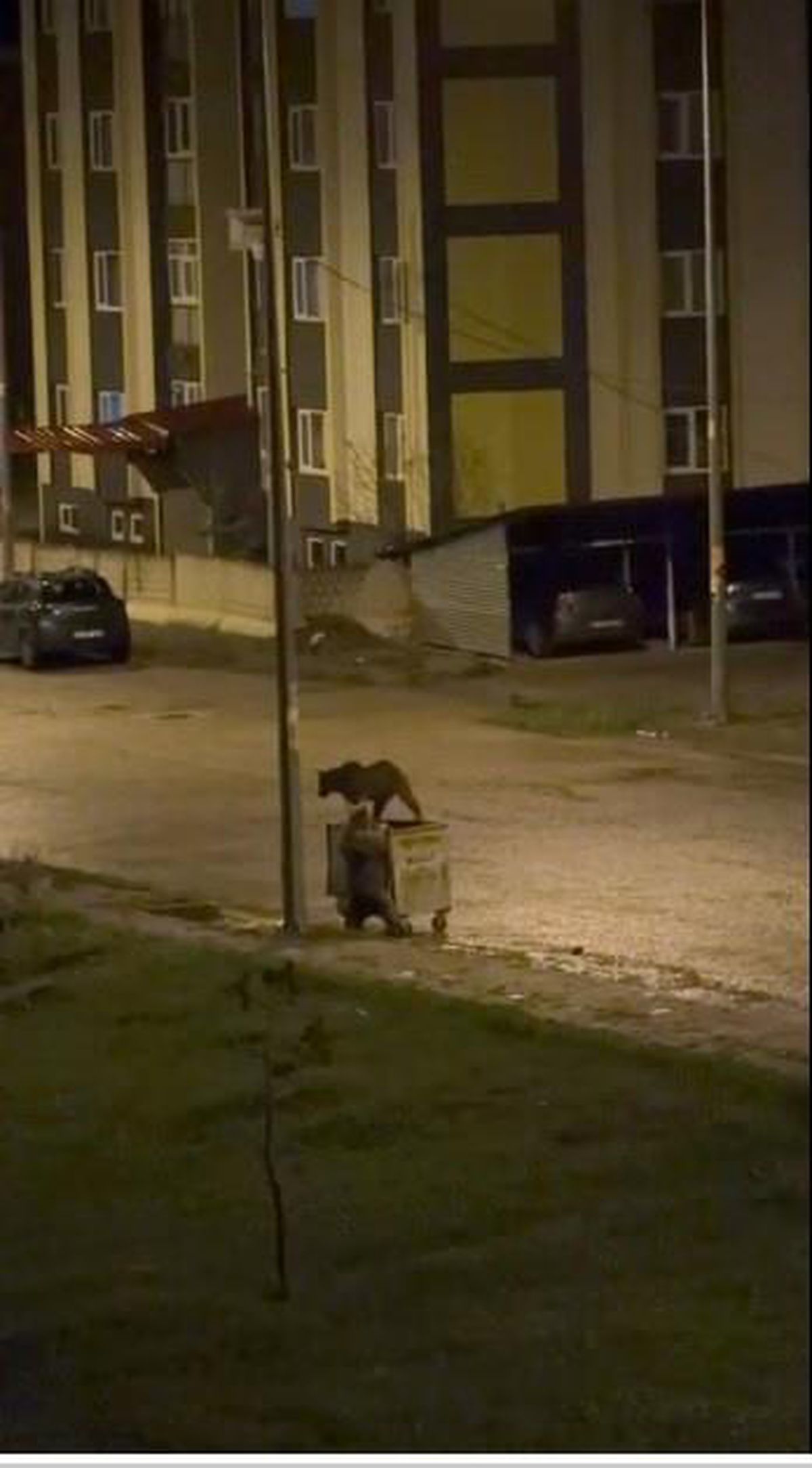 Sarıkamış\'ta Ayıların Çöp Macerası