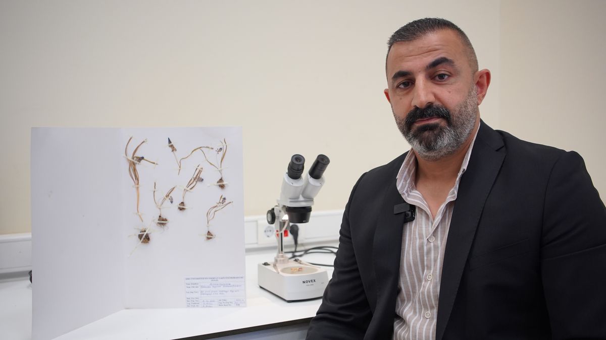 Siirt\'te Endemik Çiçekler Açtı