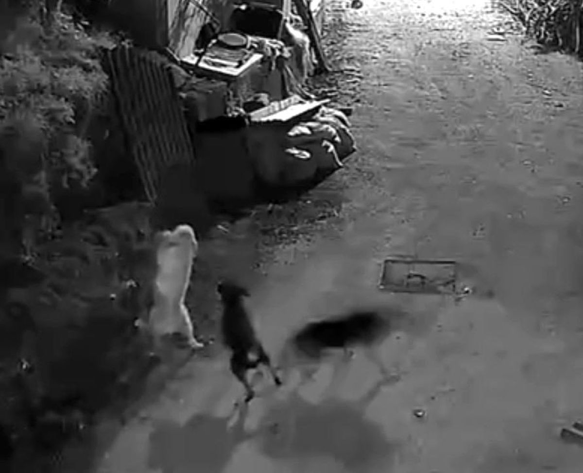 Kurtlar, Bozkurt\'ta Köpeği Boğdu