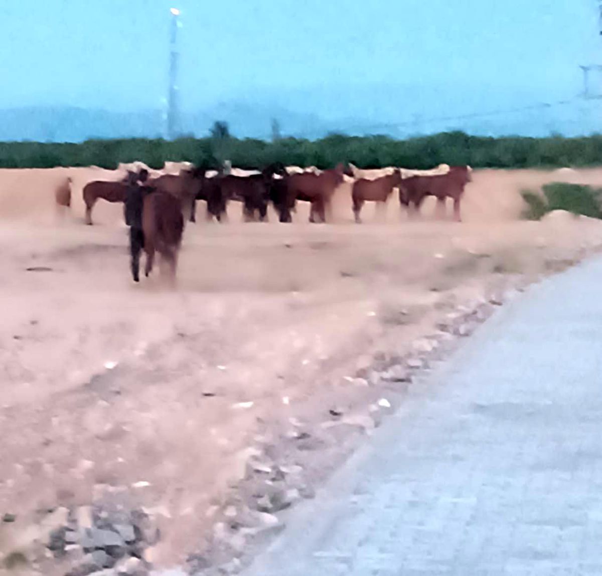 Malatya\'da Kaçan Atlar Alarm Yarattı