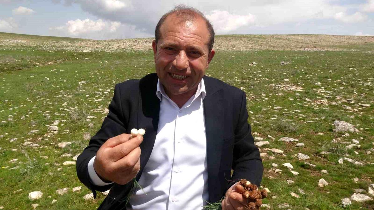 Malatya\'da yüksek rakımlı bölgelerde çiğdem mesaisi