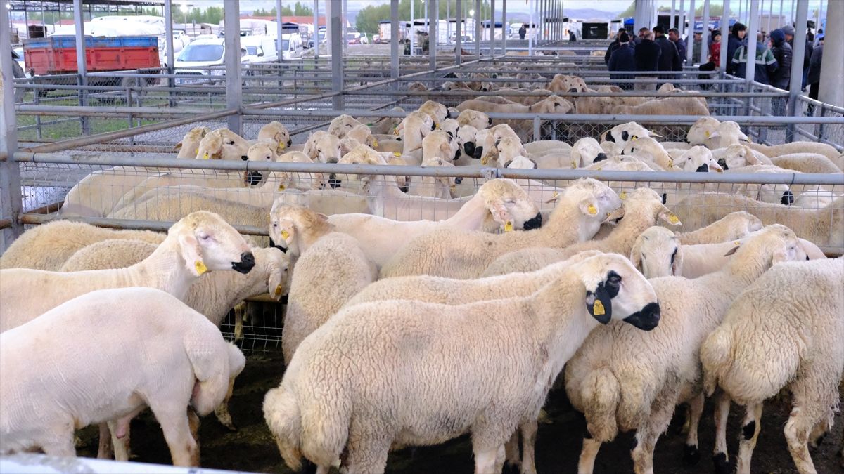 Sivas\'ta Kurban Bayramı hazırlıkları başladı