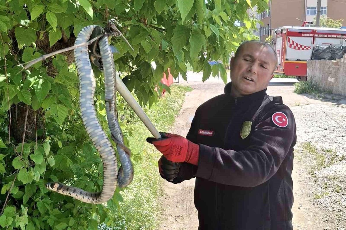 Yılan Kuş Yavrularını Kovalarken Kurtarıldı