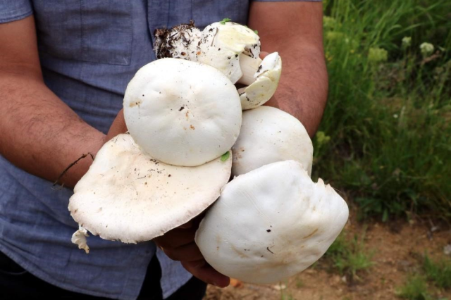 2 bin rakımda yetişen çaşır mantarı altınla yarışıyor
