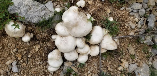 2 bin rakımda yetişen çaşır mantarı altınla yarışıyor