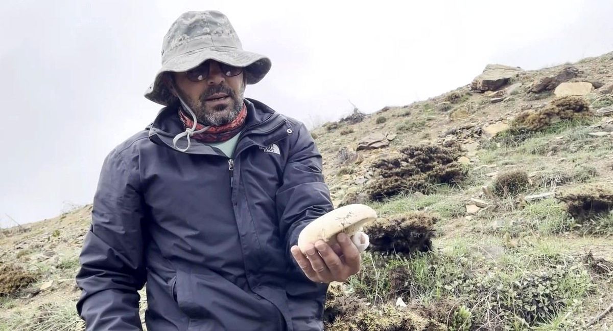 Erzincan\'da Çaşır Mantarı 2 Bin Lira