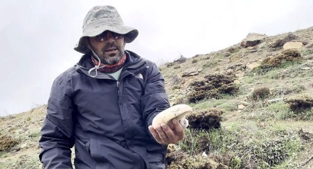 Erzincan'da Çaşır Mantarı 2 Bin Lira
