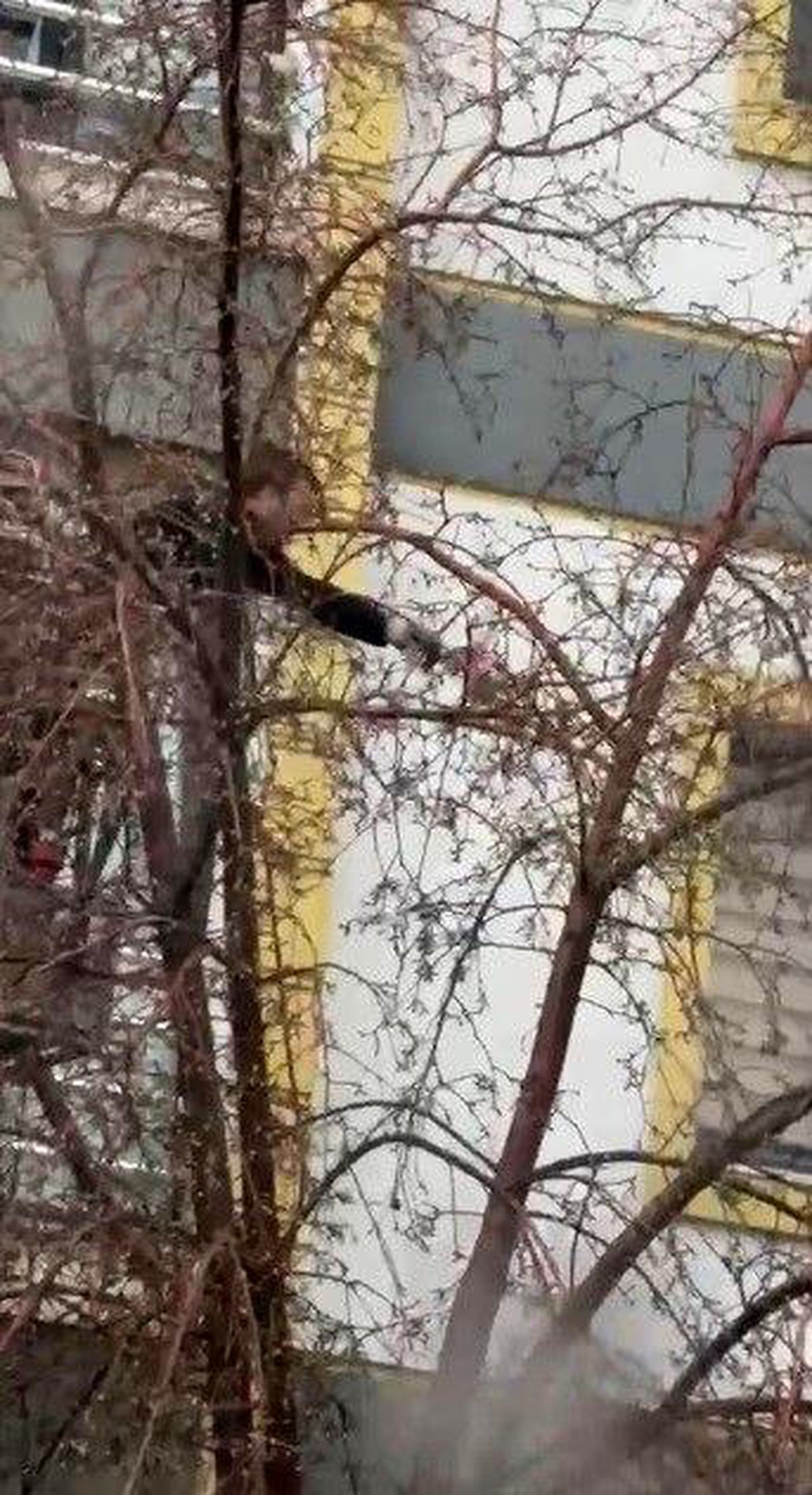 Güvercin İtfaiye Ekiplerince Kurtarıldı