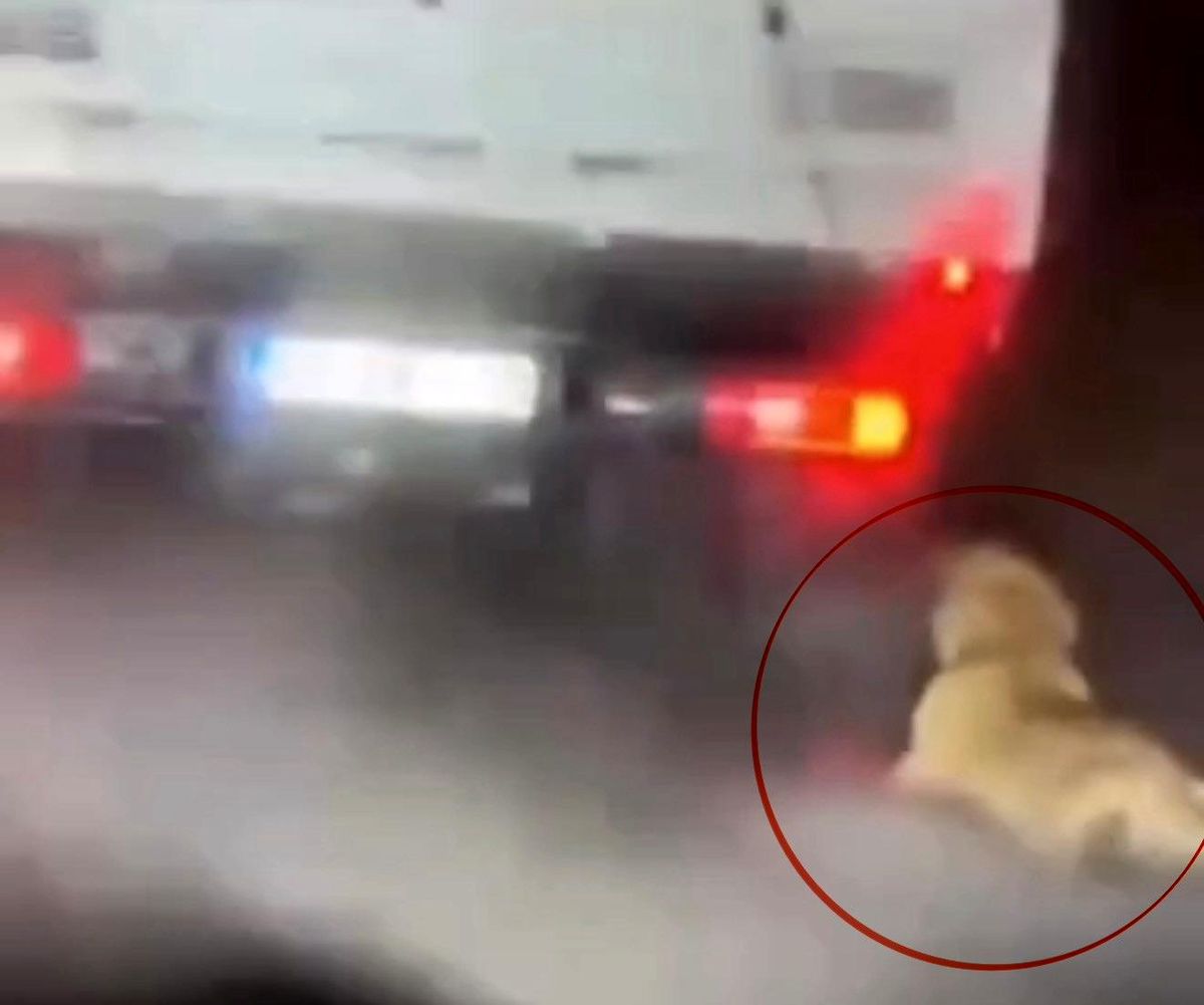 Samsun\'da köpek sürükleyen şüpheli serbest