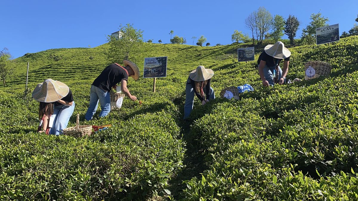 Rize\'de Çay Hasadı Şenlikle Başladı: 100 Yaşındaki Kadın İlk Yaprağı Topladı