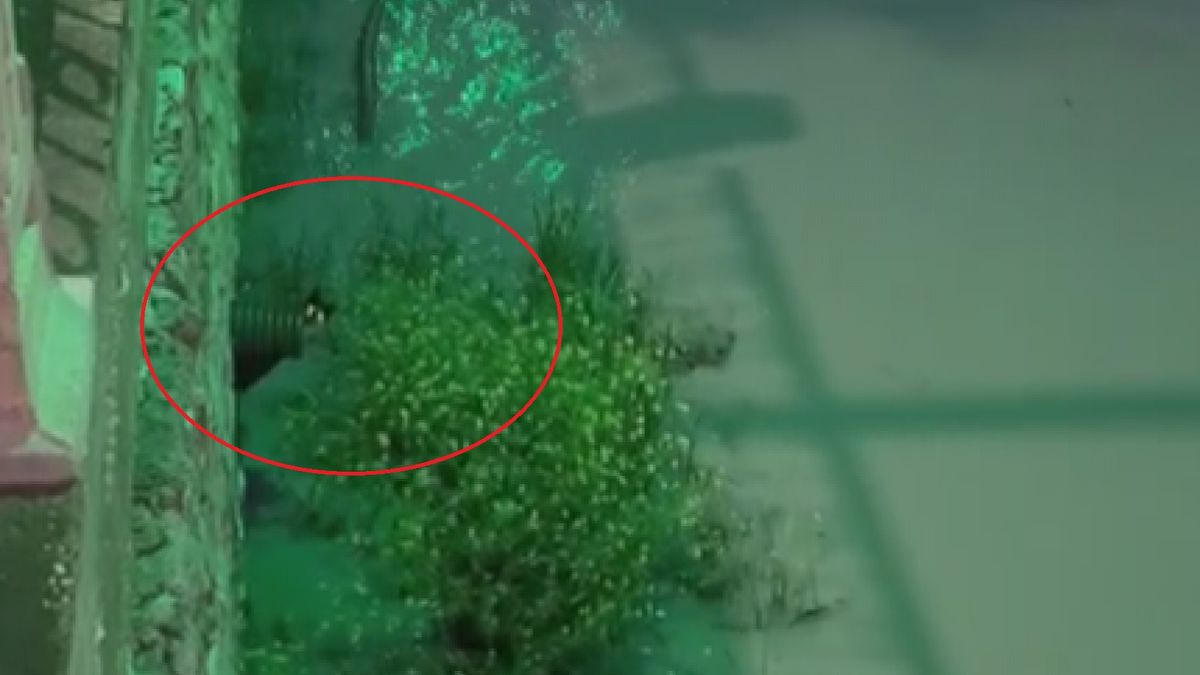 Yağmurda Mahsur Kalan Kedi Kurtarıldı