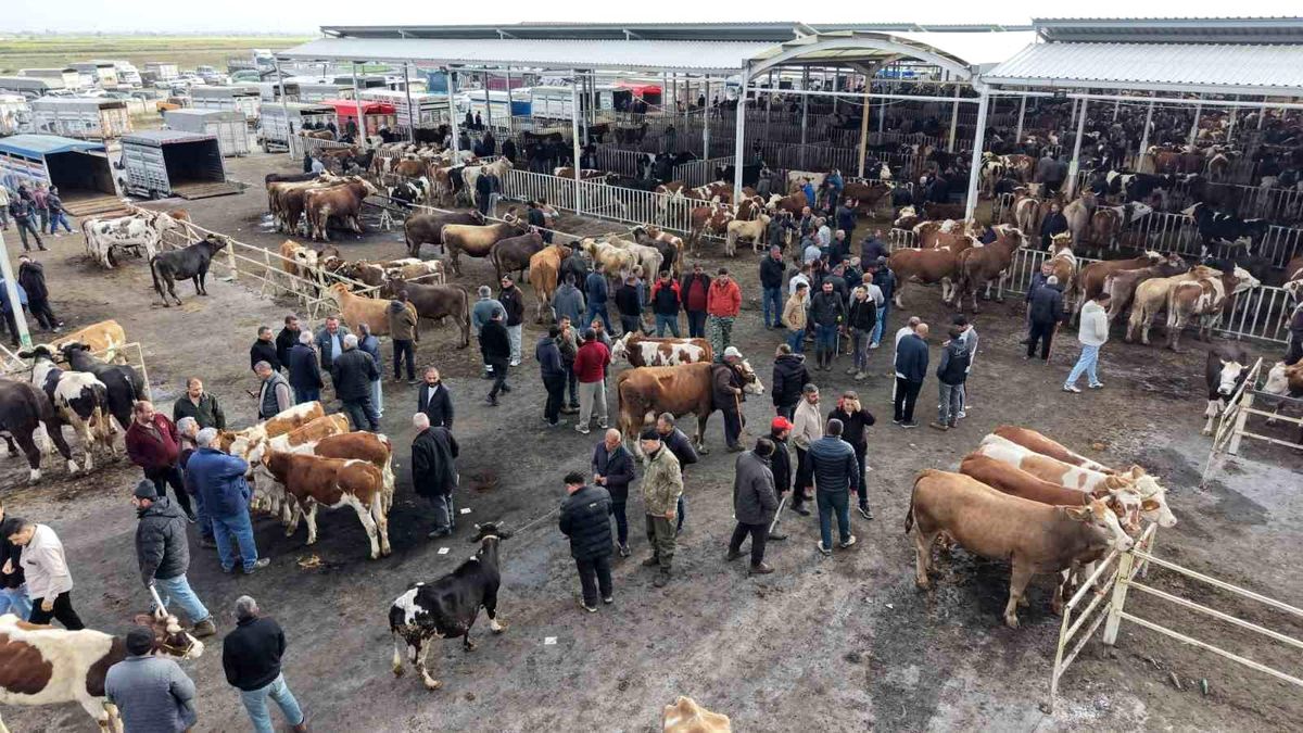 Aksaray\'da Kurbanlık Hayvan Pazarı Hareketlendi