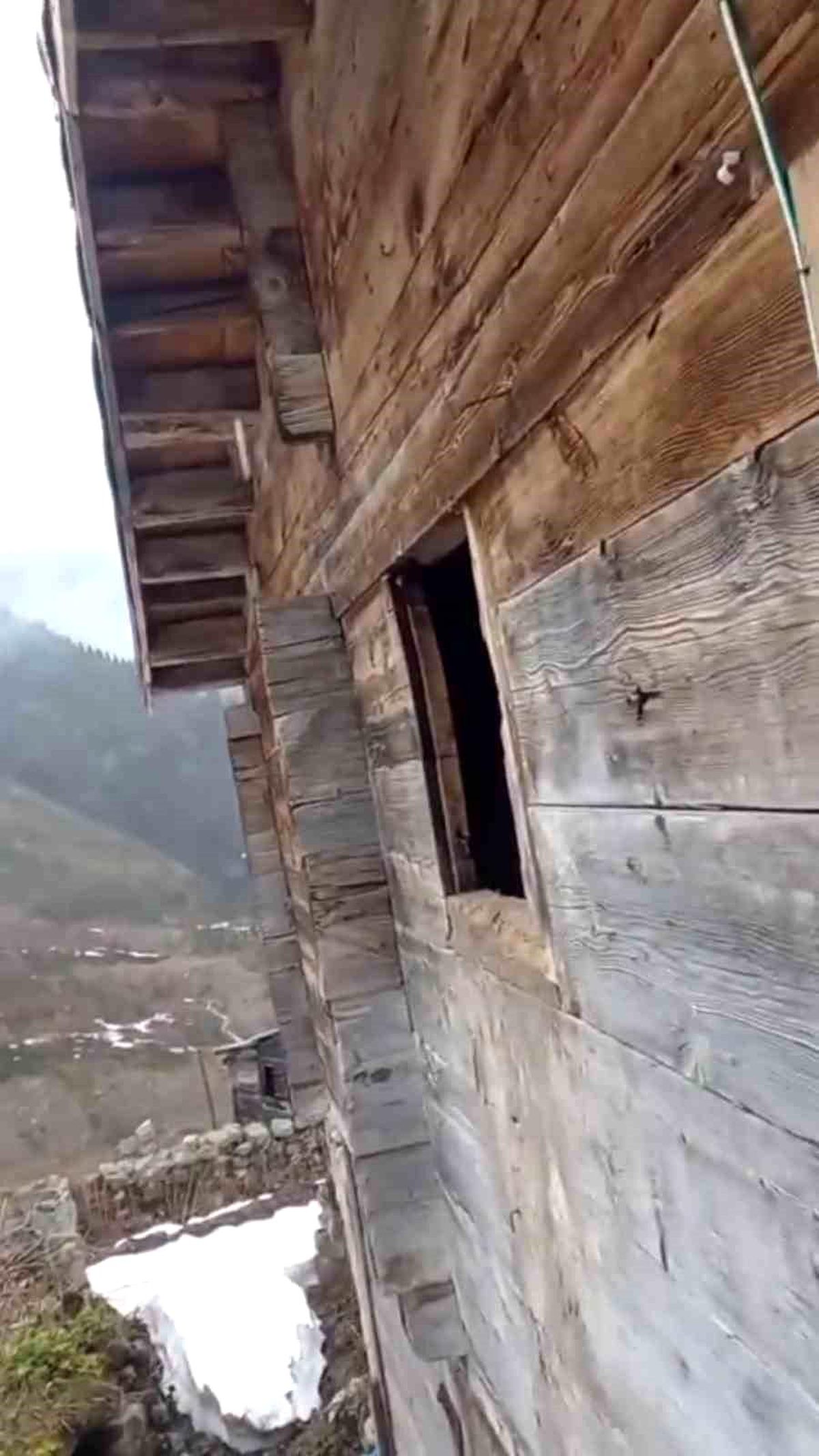 Rize\'de Ayı Esprisi