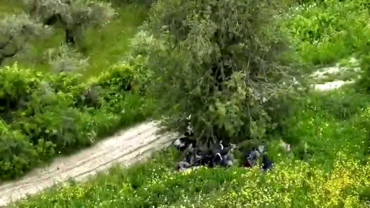 Hatay\'da ağaç altında gizlenen 42 kaçak göçmen drone ile yakalandı