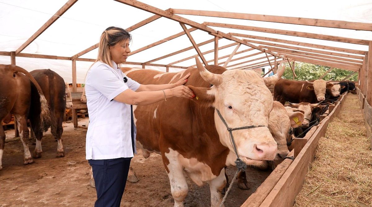 Ataşehir Belediyesi\'nden vatandaşlara kurbanlık seçiminde önemli uyarılar