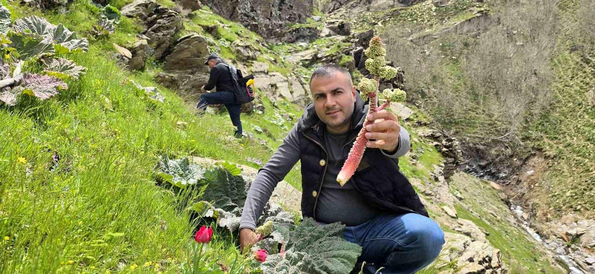 Bitlis\'te Bahar Coşkusu: Yayla Muzu Toplama