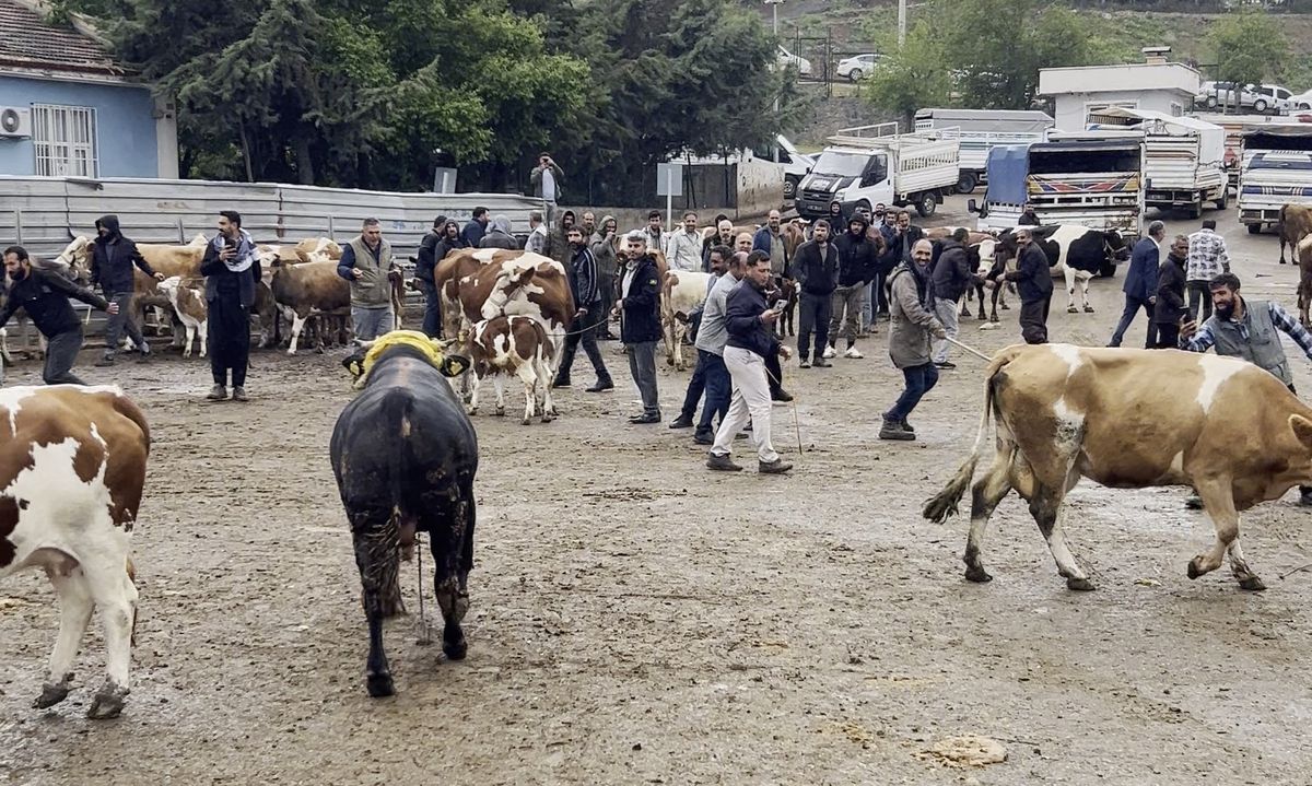 Diyarbakır\'da Kaçan Boğa Paniğe Neden Oldu