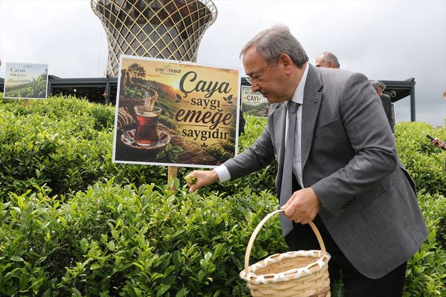 ÇAYKUR: 2026 kampanyasının ilk günü 900 ton yaş çay alındı