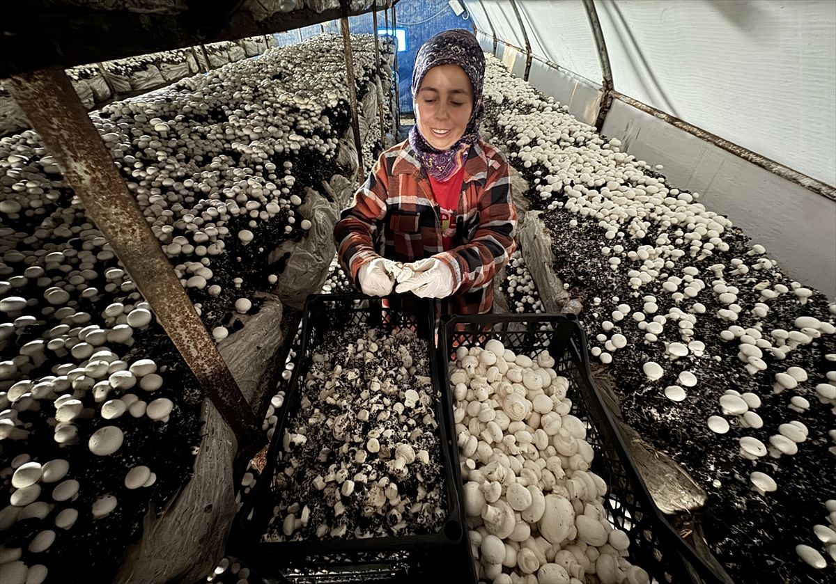 Yayladağı\'nda Mantar Kooperatifi İstihdam Sağlıyor