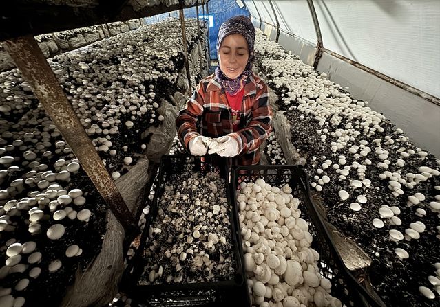 Yayladağı'nda Mantar Kooperatifi İstihdam Sağlıyor
