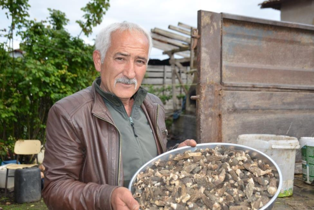 Kilosu 7 bin 500 lira! Köylüler bulmak için her taşın altına bakıyor