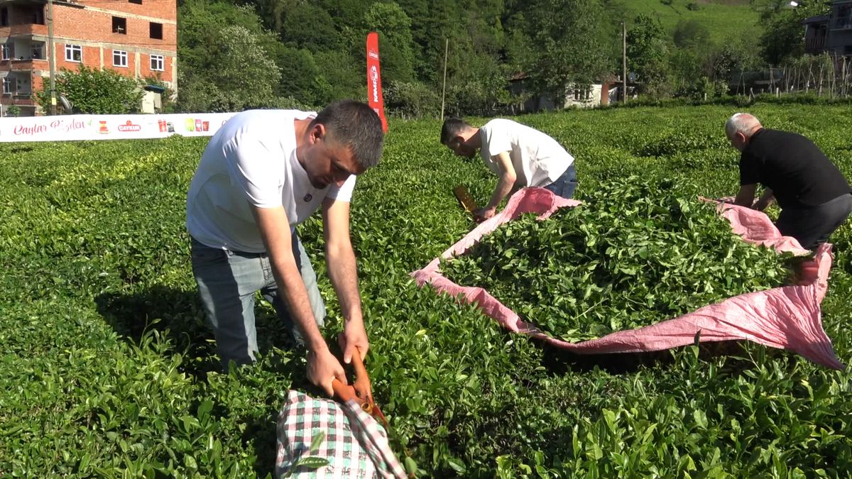 Artvin\'de Çay Hasadı Başladı