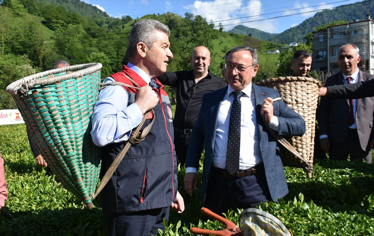 Artvin\'de Geleneksel Çay Hasadı Etkinliği
