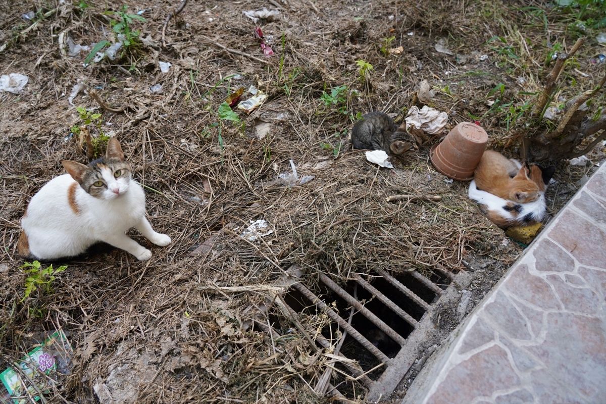 Kedi Yavruları Mazgaldan Kurtarıldı