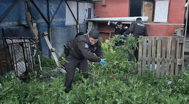 Edirne'de Uyuşturucu Operasyonu: 90 Kök Hint Keneviri Ele Geçirildi