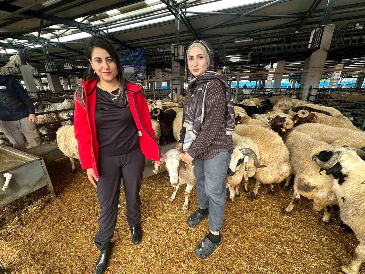 İki genç kuzen celep, Bursa\'daki kurban pazarında rekabeti artırdı