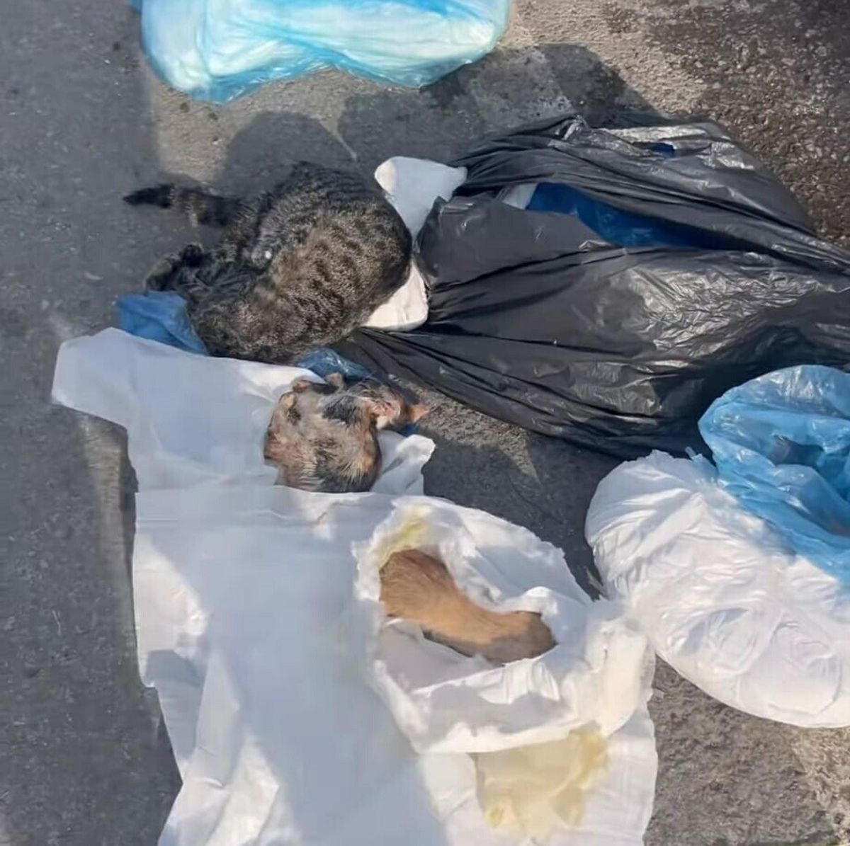 İzmir\'de 33 Ölü Kedi Bulundu