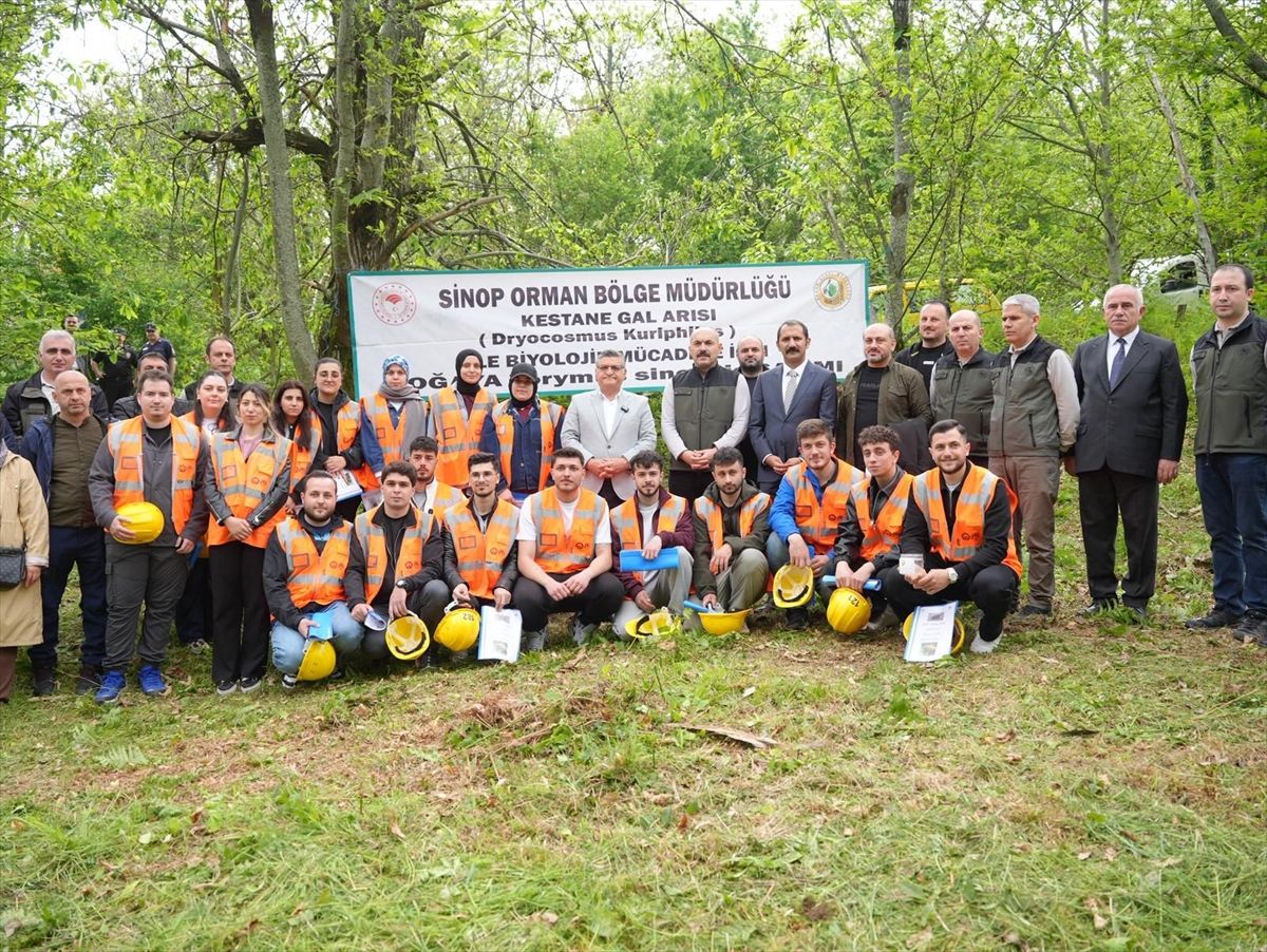Sinop\'ta Kestaneler İçin Avcı Böcek Salımı