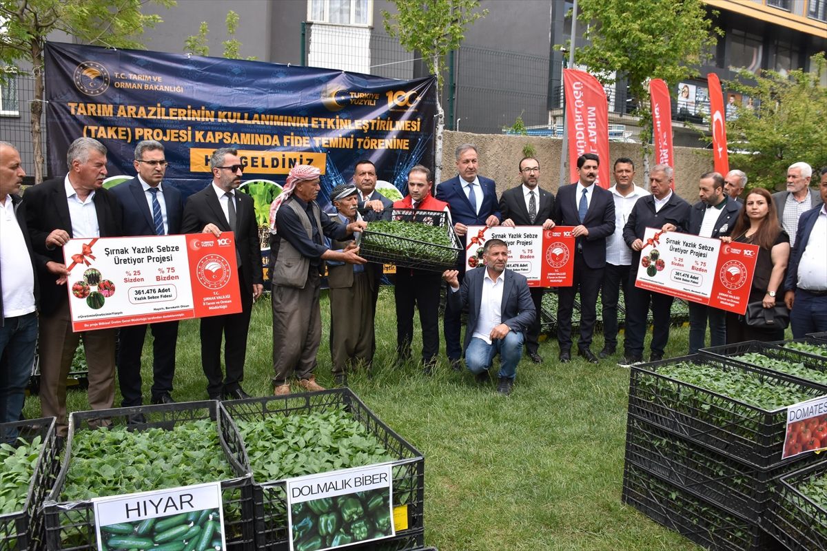 Şırnak\'ta çiftçilere 361 bin fide dağıtıldı
