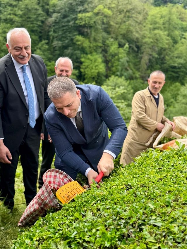 Trabzon'da 1. Çay Hasadı Festivali