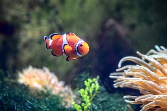 Atlantis Sanya Akvaryumu Ziyaretçileri Ağırlıyor
