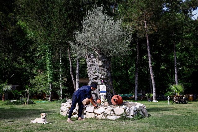 Zeytin Ağaçlarını Kurtaran Mühendis