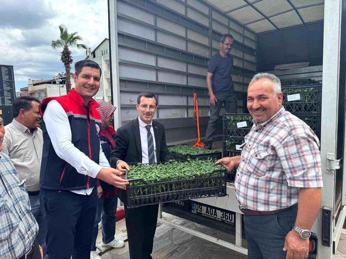 Aydın\'da 14 Bin Domates Fidesi Dağıtıldı