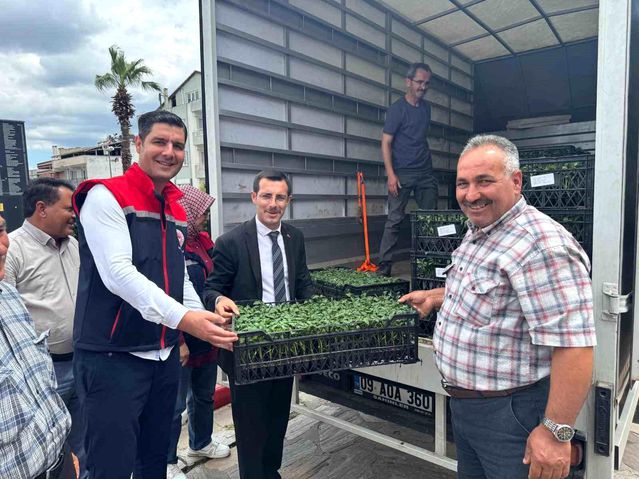 Aydın'da 14 Bin Domates Fidesi Dağıtıldı