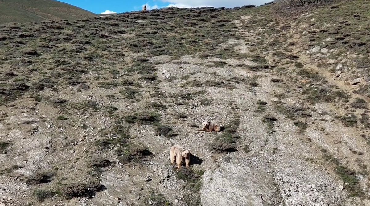 Dronla Bozayıları Uzaklaştırdı