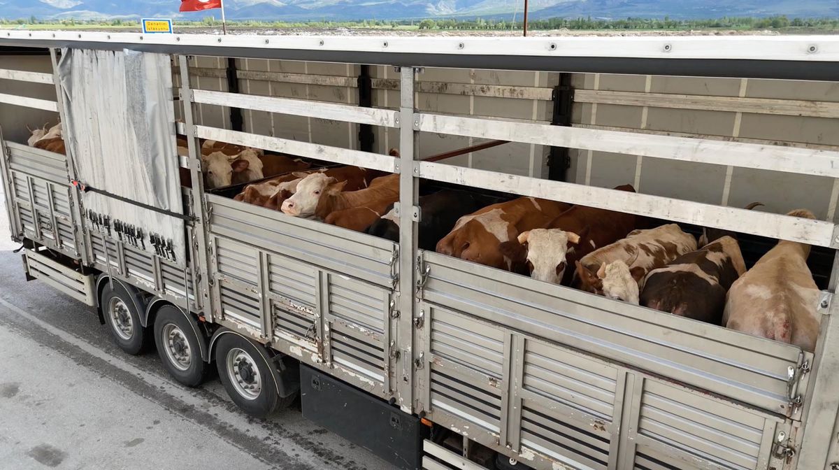 Erzincan\'da Kurbanlık Denetimleri Artırıldı