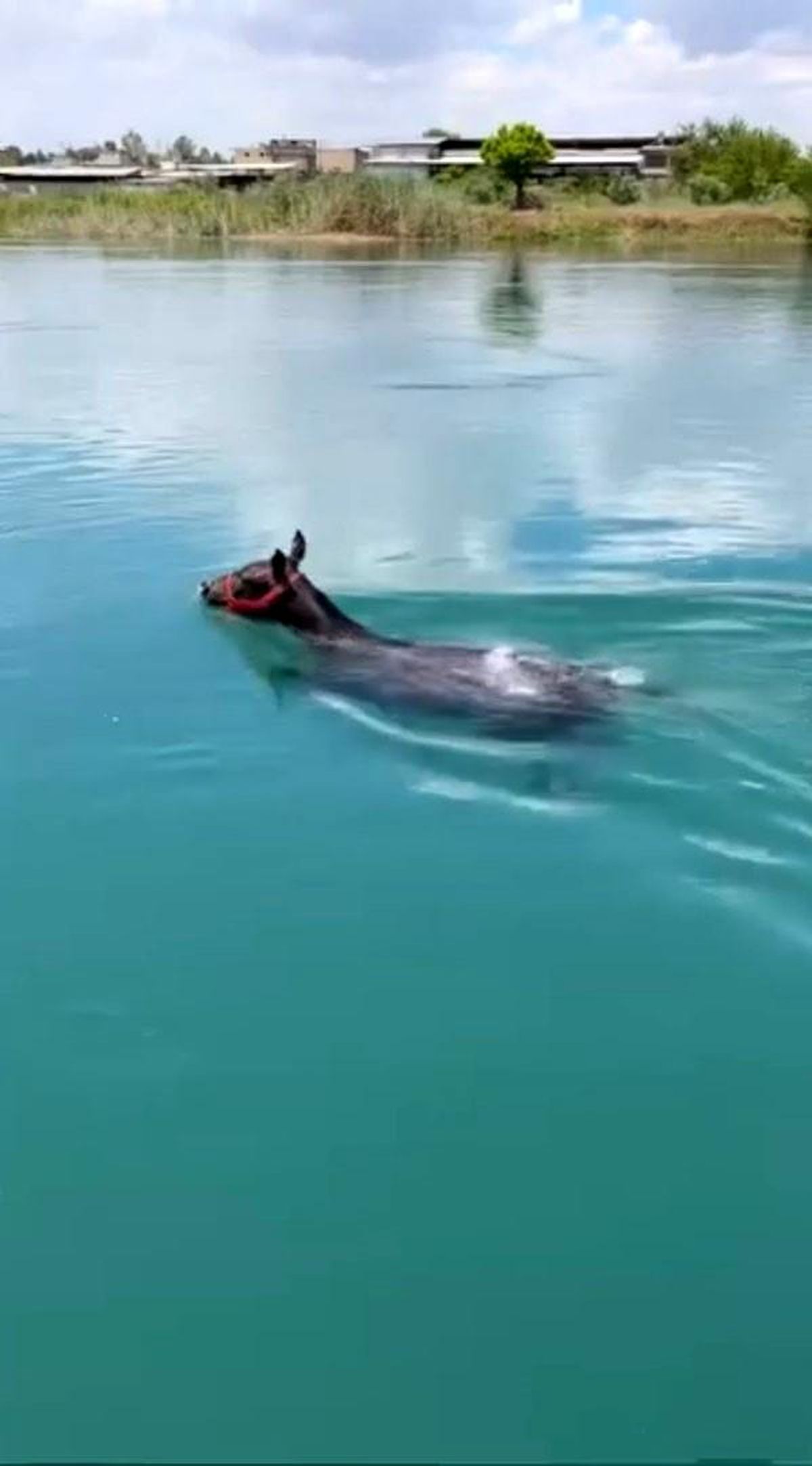 Fırat Nehri\'nde Yüzen At Şaşkınlık Yarattı