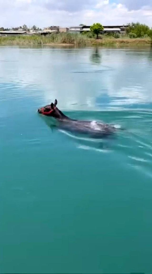Fırat Nehri'nde Yüzen At Şaşkınlık Yarattı