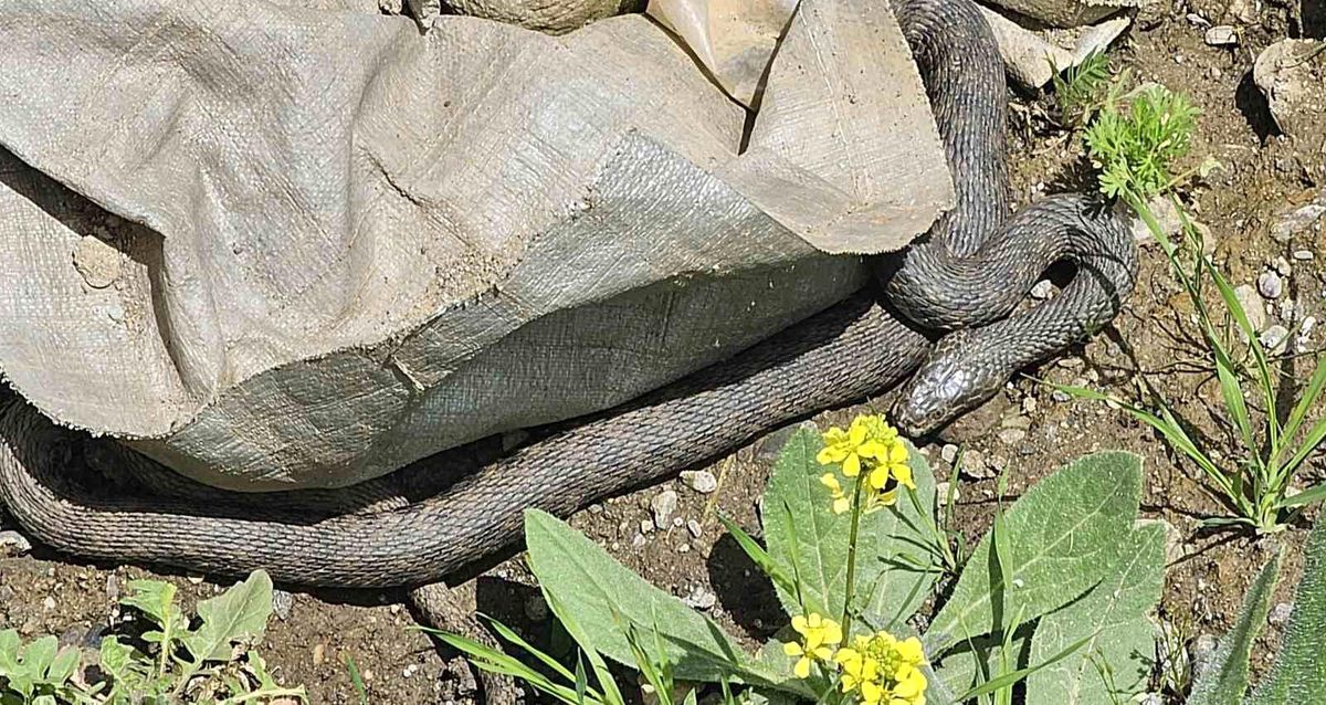 Hasköy\'de yılan paniği: Belediye ekipleri harekete geçti