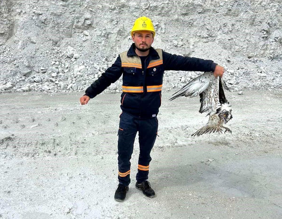 Hisarcık\'ta maden sahasında bitkin halde bulunan balık kartalı tedavi altına alındı