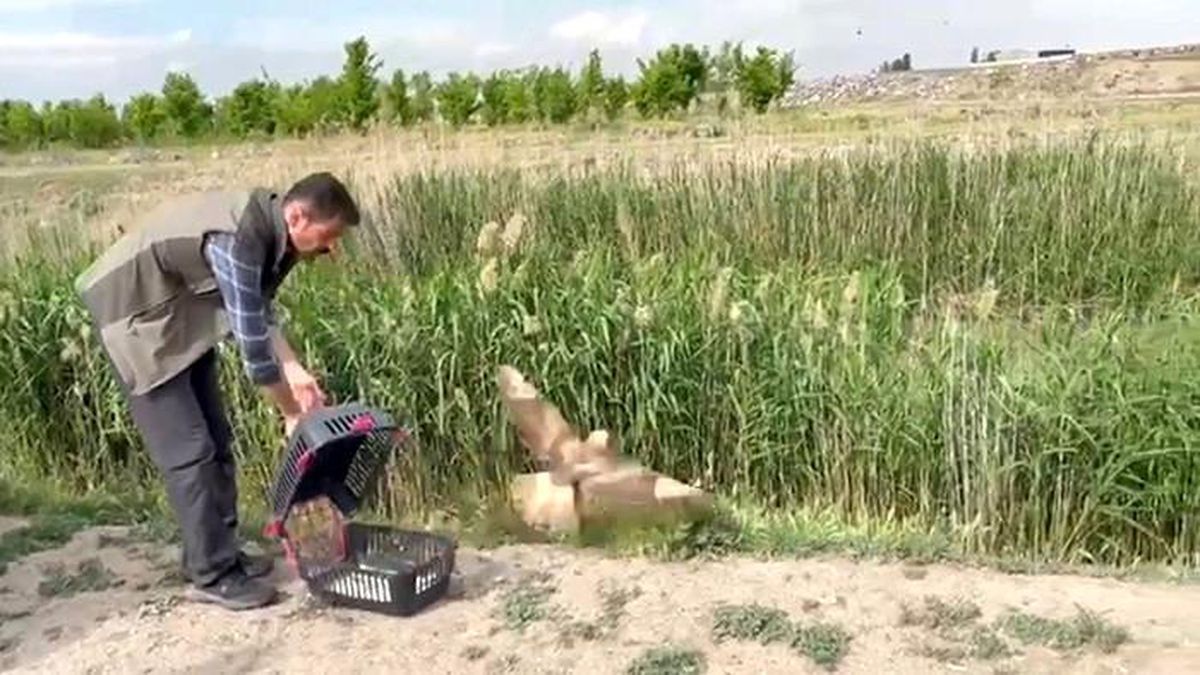 Yaralı Şahin Doğaya Kavuştu