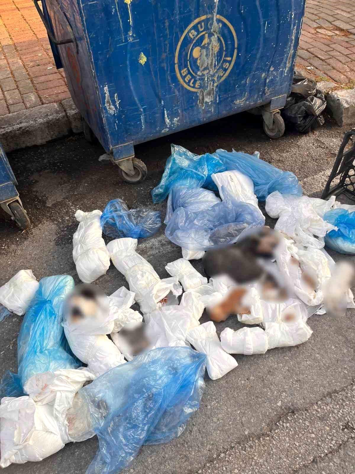 Buca\'da 33 Ölü Kedi Bulundu, Veteriner Gözaltında
