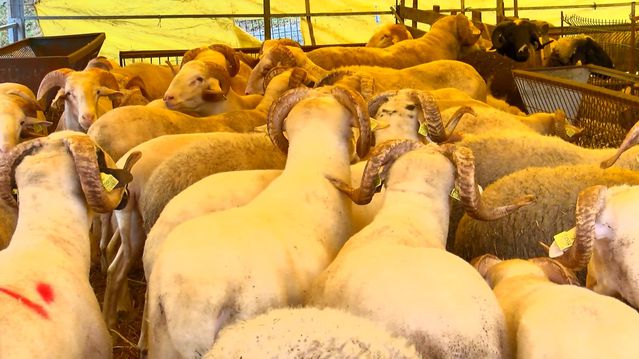 Büyükçekmece'de Kurban Satışları Devam Ediyor