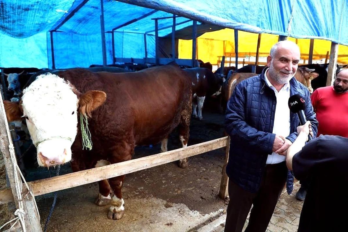 Kurban pazarının \'Paşa\'sı 1,3 tonluk boğa