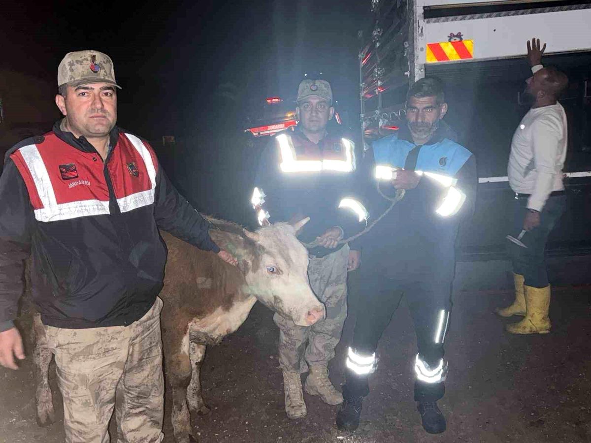 Çalınan Hayvan Jandarma ile Bulundu