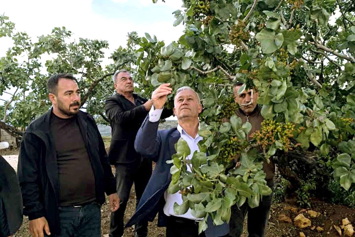Hasan Altun Fıstık Bahçelerini İnceliyor